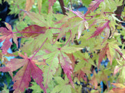 - Acer palmatum 'Baton Rouge' Coral Bark Japanese Maple - Mr Maple │ Buy Japanese Maple Trees