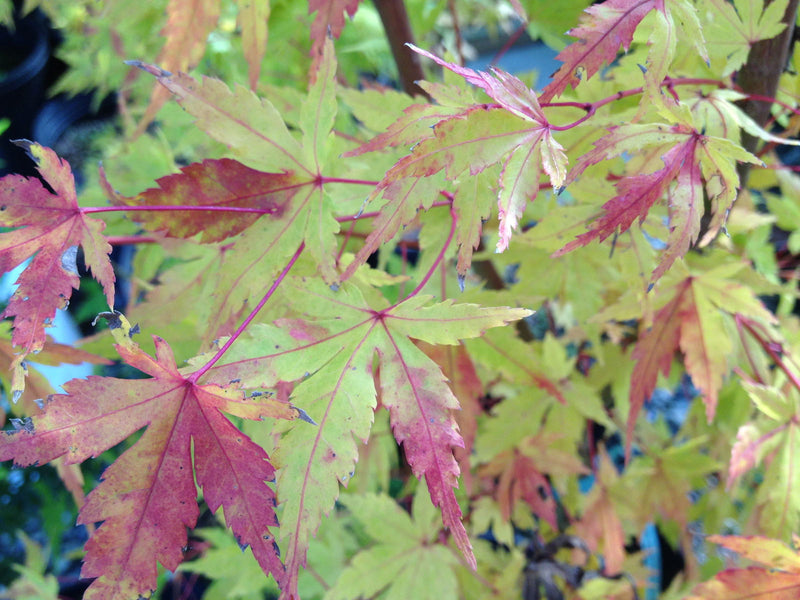 - Acer palmatum 'Baton Rouge' Coral Bark Japanese Maple - Mr Maple │ Buy Japanese Maple Trees