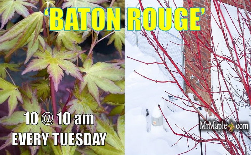 - Acer palmatum 'Baton Rouge' Coral Bark Japanese Maple - Mr Maple │ Buy Japanese Maple Trees