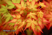 - Acer palmatum 'Baton Rouge' Coral Bark Japanese Maple - Mr Maple │ Buy Japanese Maple Trees
