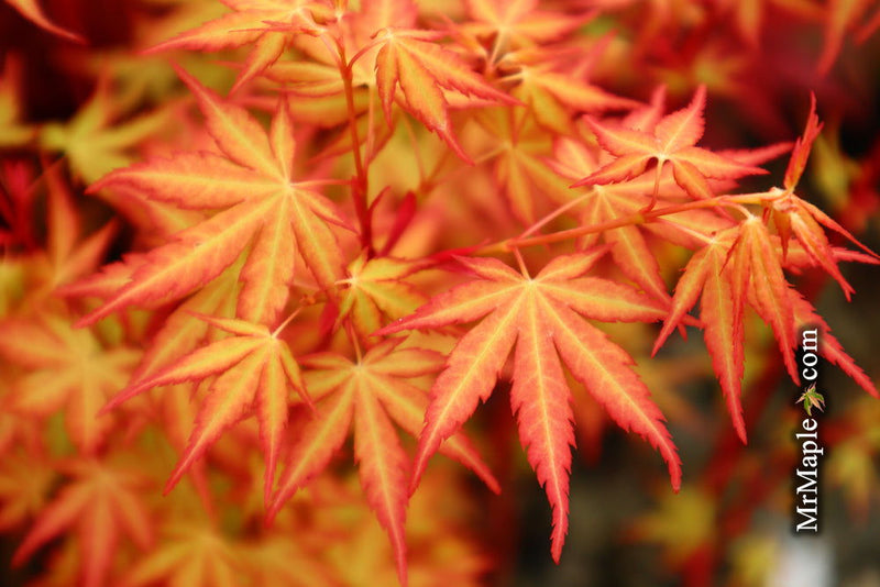 - Acer palmatum 'Baton Rouge' Coral Bark Japanese Maple - Mr Maple │ Buy Japanese Maple Trees
