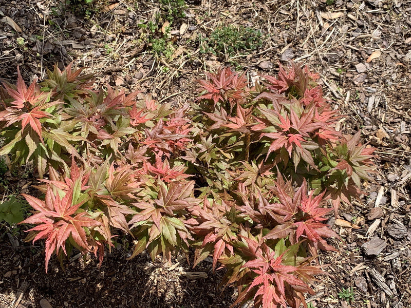 - Acer palmatum 'Bazinga' Japanese Maple - Mr Maple │ Buy Japanese Maple Trees