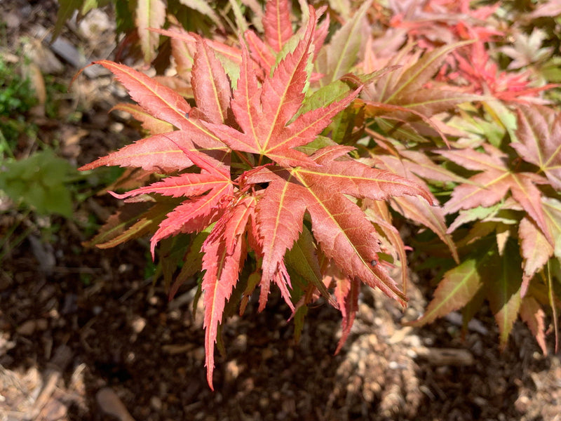 - Acer palmatum 'Bazinga' Japanese Maple - Mr Maple │ Buy Japanese Maple Trees