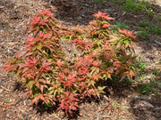 - Acer palmatum 'Bazinga' Japanese Maple - Mr Maple │ Buy Japanese Maple Trees