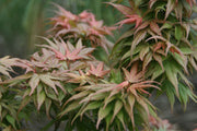- Acer palmatum 'Bazinga' Japanese Maple - Mr Maple │ Buy Japanese Maple Trees