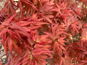 - Acer palmatum 'Bazinga' Japanese Maple - Mr Maple │ Buy Japanese Maple Trees