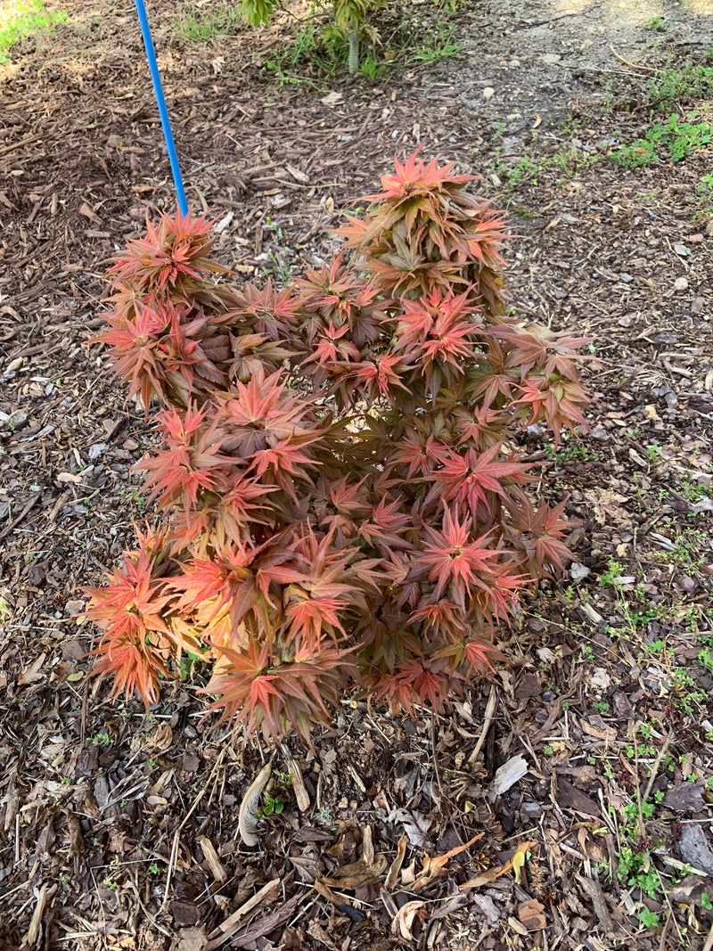 - Acer palmatum 'Bazinga' Japanese Maple - Mr Maple │ Buy Japanese Maple Trees