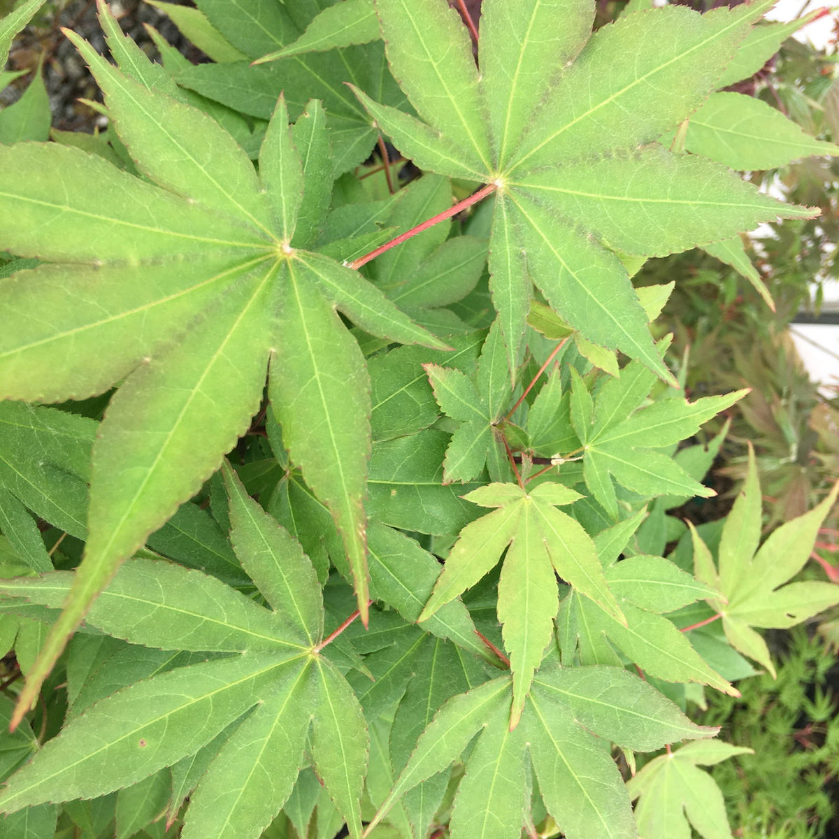 Buy Acer palmatum 'Bell Green' Japanese Maple — Mr Maple │ Buy Japanese ...