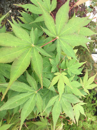 - Acer palmatum 'Bell Green' Japanese Maple - Mr Maple │ Buy Japanese Maple Trees