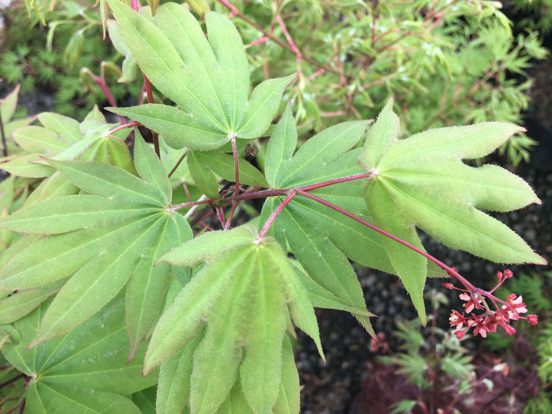 - Acer palmatum 'Bell Green' Japanese Maple - Mr Maple │ Buy Japanese Maple Trees