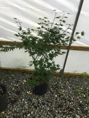 - Acer palmatum 'Bell Green' Japanese Maple - Mr Maple │ Buy Japanese Maple Trees