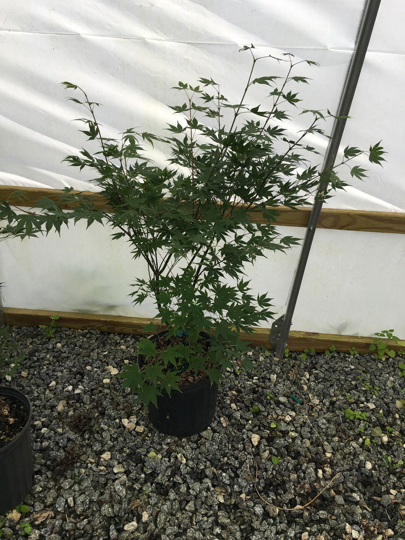 - Acer palmatum 'Bell Green' Japanese Maple - Mr Maple │ Buy Japanese Maple Trees