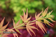 - Acer palmatum 'Bella' Japanese Maple - Mr Maple │ Buy Japanese Maple Trees