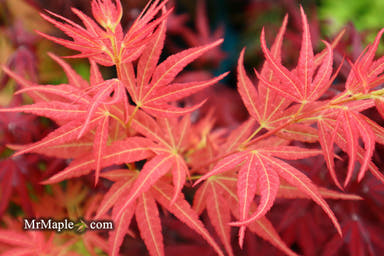 - Acer palmatum 'Bella' Japanese Maple - Mr Maple │ Buy Japanese Maple Trees