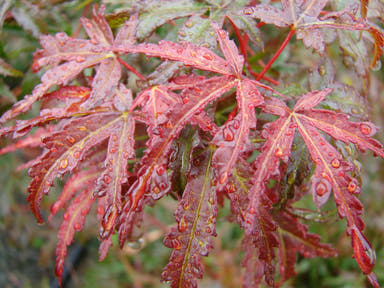 - Acer palmatum 'Beni fushigi' Japanese Maple - Mr Maple │ Buy Japanese Maple Trees