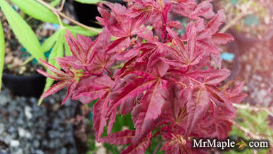 - Acer palmatum 'Beni fushigi' Japanese Maple - Mr Maple │ Buy Japanese Maple Trees