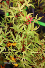 - Acer palmatum 'Beni fushigi' Japanese Maple - Mr Maple │ Buy Japanese Maple Trees