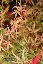 - Acer palmatum 'Beni fushigi' Japanese Maple - Mr Maple │ Buy Japanese Maple Trees
