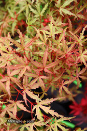 - Acer palmatum 'Beni fushigi' Japanese Maple - Mr Maple │ Buy Japanese Maple Trees