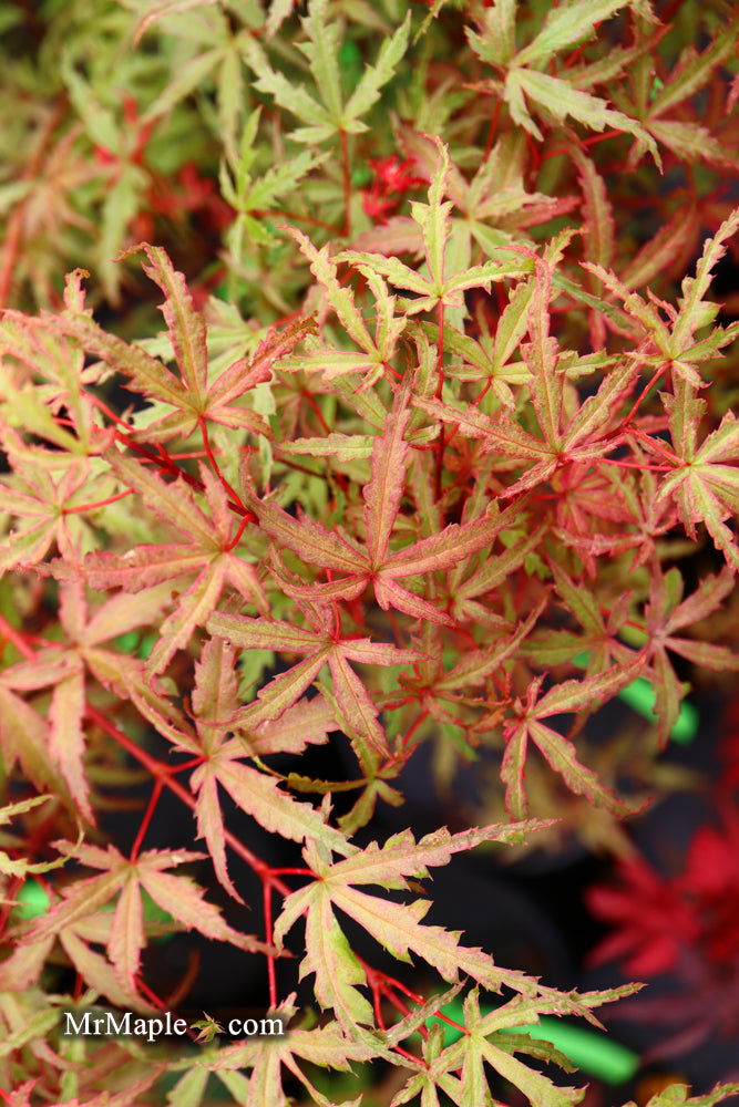 - Acer palmatum 'Beni fushigi' Japanese Maple - Mr Maple │ Buy Japanese Maple Trees
