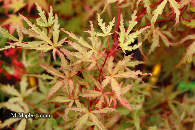 - Acer palmatum 'Beni fushigi' Japanese Maple - Mr Maple │ Buy Japanese Maple Trees