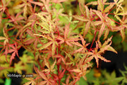 - Acer palmatum 'Beni fushigi' Japanese Maple - Mr Maple │ Buy Japanese Maple Trees