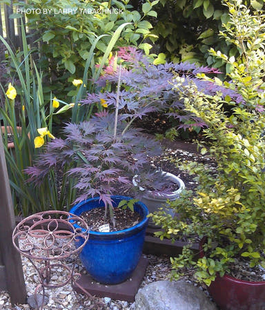 - Acer palmatum 'Beni gasa' Red Japanese Maple - Mr Maple │ Buy Japanese Maple Trees