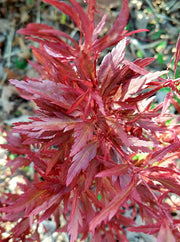 - Acer palmatum 'Beni hagoromo' Japanese Maple - Mr Maple │ Buy Japanese Maple Trees