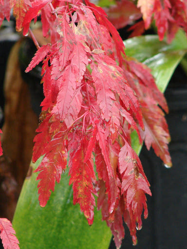 - Acer palmatum 'Beni hagoromo' Japanese Maple - Mr Maple │ Buy Japanese Maple Trees