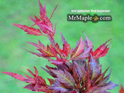 - Acer palmatum 'Beni hagoromo' Japanese Maple - Mr Maple │ Buy Japanese Maple Trees