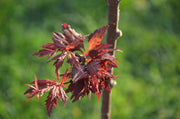 - Acer palmatum 'Beni hagoromo' Japanese Maple - Mr Maple │ Buy Japanese Maple Trees