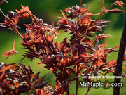 - Acer palmatum 'Beni hagoromo' Japanese Maple - Mr Maple │ Buy Japanese Maple Trees