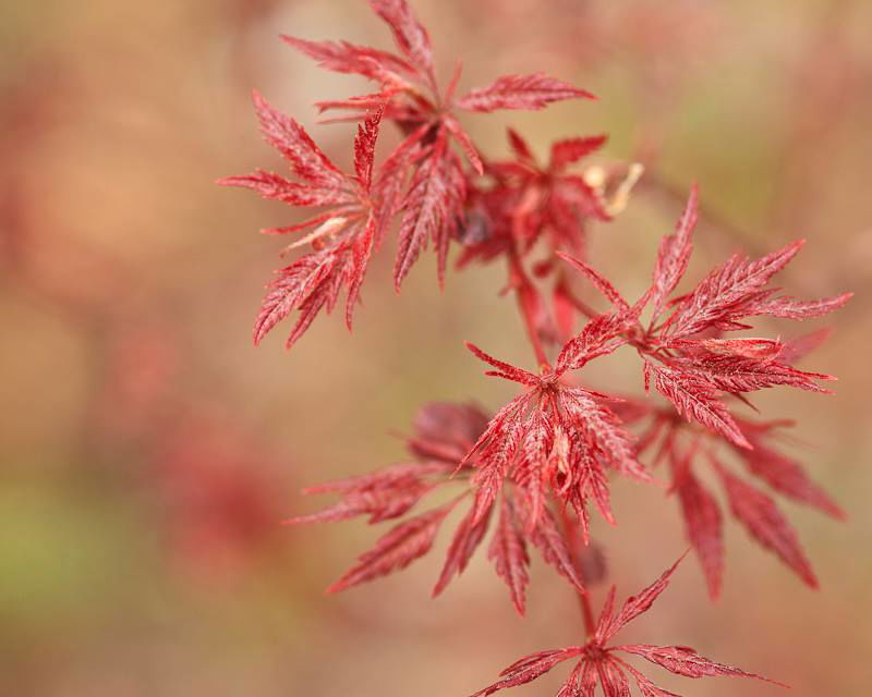 - Acer palmatum 'Beni hagoromo' Japanese Maple - Mr Maple │ Buy Japanese Maple Trees