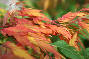 - Acer palmatum 'Beni hagoromo' Japanese Maple - Mr Maple │ Buy Japanese Maple Trees