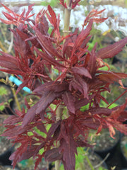 - Acer palmatum 'Beni hagoromo' Japanese Maple - Mr Maple │ Buy Japanese Maple Trees