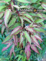 - Acer palmatum 'Beni hagoromo' Japanese Maple - Mr Maple │ Buy Japanese Maple Trees