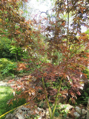 - Acer palmatum 'Beni hagoromo' Japanese Maple - Mr Maple │ Buy Japanese Maple Trees
