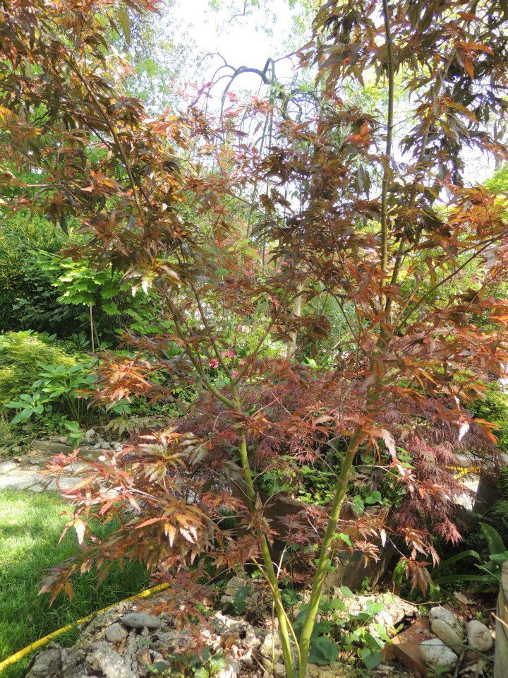 - Acer palmatum 'Beni hagoromo' Japanese Maple - Mr Maple │ Buy Japanese Maple Trees