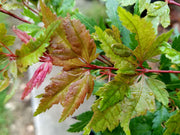- Acer palmatum 'Beni hagoromo' Japanese Maple - Mr Maple │ Buy Japanese Maple Trees