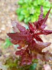 - Acer palmatum 'Beni hagoromo' Japanese Maple - Mr Maple │ Buy Japanese Maple Trees