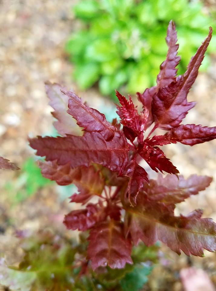 - Acer palmatum 'Beni hagoromo' Japanese Maple - Mr Maple │ Buy Japanese Maple Trees