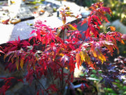 - Acer palmatum 'Beni hagoromo' Japanese Maple - Mr Maple │ Buy Japanese Maple Trees