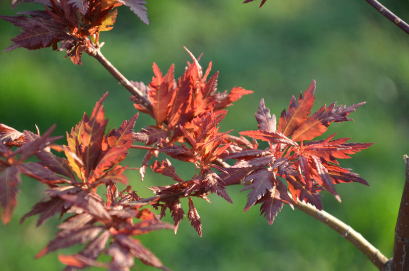 - Acer palmatum 'Beni hagoromo' Japanese Maple - Mr Maple │ Buy Japanese Maple Trees