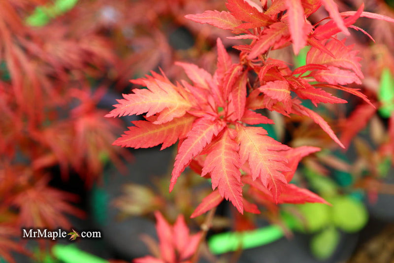 - Acer palmatum 'Beni hagoromo' Japanese Maple - Mr Maple │ Buy Japanese Maple Trees