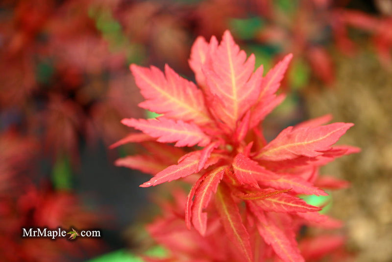 - Acer palmatum 'Beni hagoromo' Japanese Maple - Mr Maple │ Buy Japanese Maple Trees