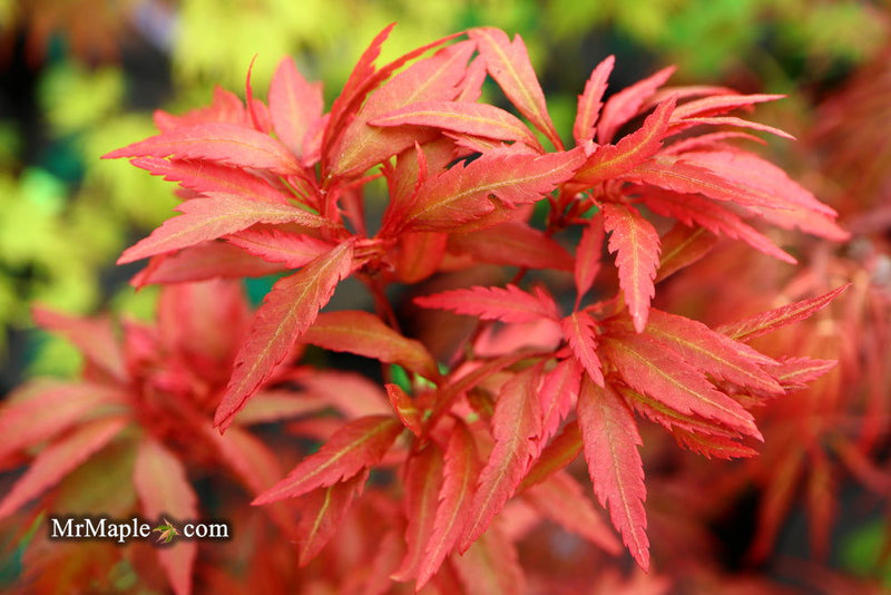 - Acer palmatum 'Beni hagoromo' Japanese Maple - Mr Maple │ Buy Japanese Maple Trees