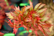 - Acer palmatum 'Beni hagoromo' Japanese Maple - Mr Maple │ Buy Japanese Maple Trees