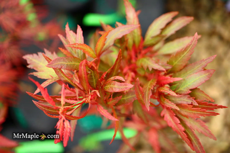 - Acer palmatum 'Beni hagoromo' Japanese Maple - Mr Maple │ Buy Japanese Maple Trees