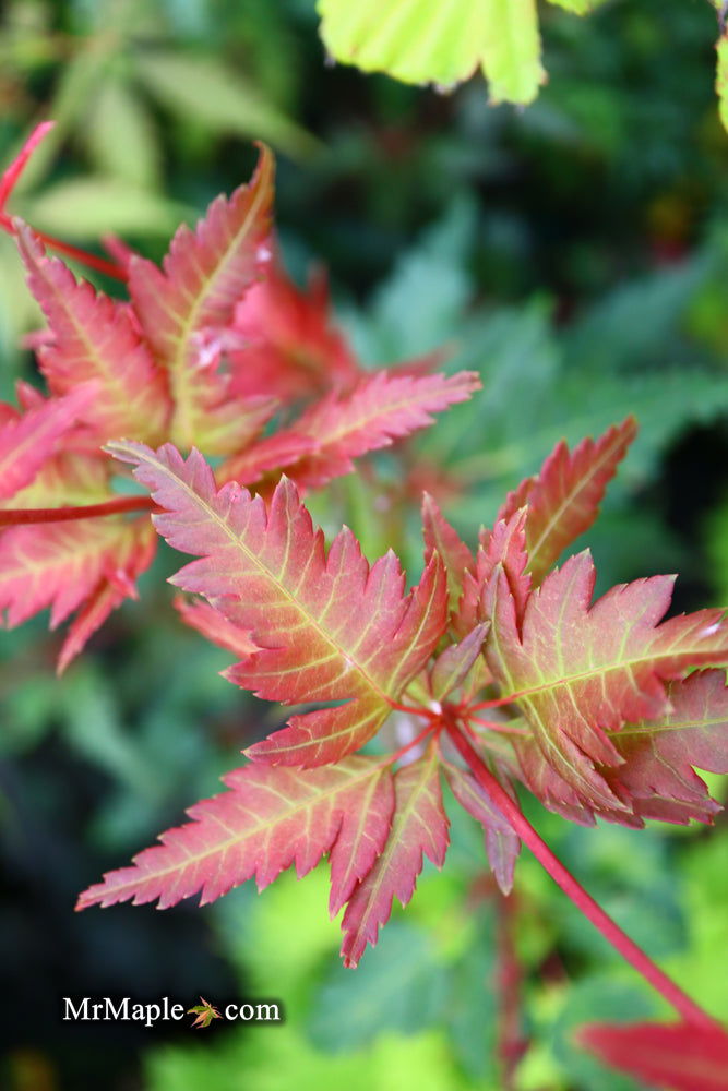 - Acer palmatum 'Beni hagoromo' Japanese Maple - Mr Maple │ Buy Japanese Maple Trees