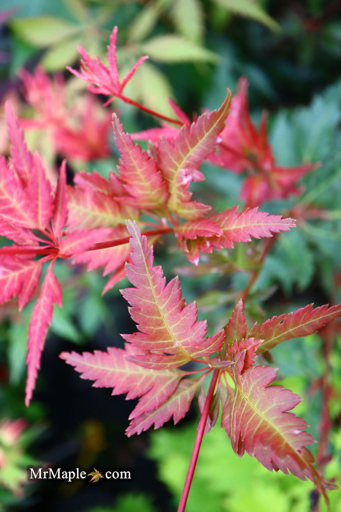- Acer palmatum 'Beni hagoromo' Japanese Maple - Mr Maple │ Buy Japanese Maple Trees